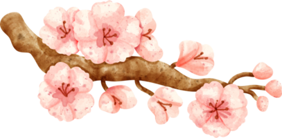 watercolor flower Sakura png