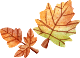 watercolor maple leave png