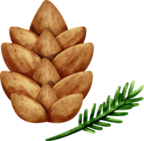 watercolor pine cone clip art png