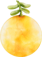 acuarela dorado Fruta png