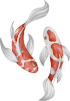 acquerello giapponese koi pesce png