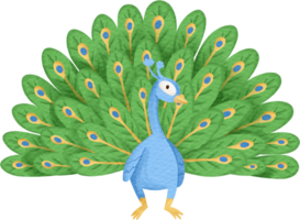 watercolor animal Peacock png