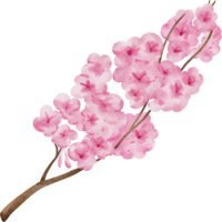 aguarela japonês sakura flor png