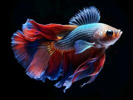 AI generated close-up detail of a beautiful betta fish with bright colors on a black background photo