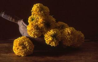 a bunch of yellow flowers photo