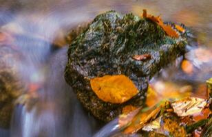 otoño hojas en un rock en un corriente foto