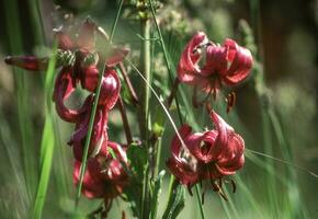 red lilies in the wild photo