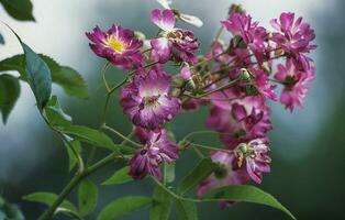 a close up of some purple flowers with green leaves photo