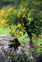 a rock with yellow flowers in the foreground photo