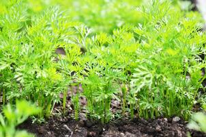 joven Zanahoria tapas, creciente vegetales en el abierto suelo en fértil suelo, el concepto de agricultura y granjas foto