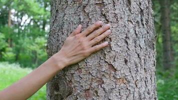 a mãos do uma mulher abraço uma árvore dentro a floresta, demonstrando amor e Cuidado para natureza e a meio Ambiente do a terra video