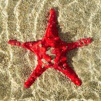 Creative summer scene made with red starfish in water on sandy background. Minimal summer concept. Trendy vacation idea. Creative sea star flat lay composition. Summertime aesthetic. Top of view. photo