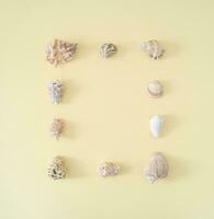 Creative summer layout made of various sea shells on light cream background. Minimal summer exotic concept with copy space. Border arrangement. Sea shells aesthetic. photo