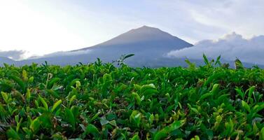 beautiful view of tea plantations in Kerinci, Jambi photo