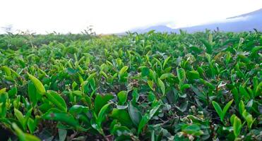 hermosa ver de té plantaciones en Kerinci, jambi foto