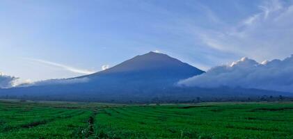 hermosa ver de té plantaciones en Kerinci, jambi foto