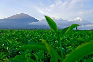 hermosa ver de té plantaciones en Kerinci, jambi foto