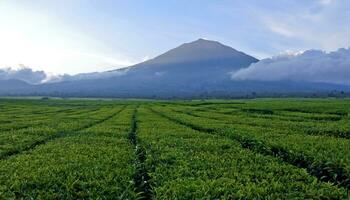 beautiful view of tea plantations in Kerinci, Jambi photo