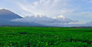 hermosa ver de té plantaciones en Kerinci, jambi foto