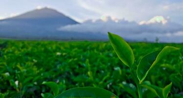 beautiful view of tea plantations in Kerinci, Jambi photo