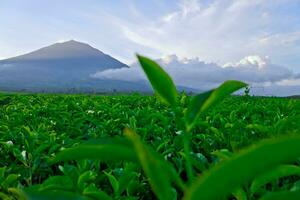 beautiful view of tea plantations in Kerinci, Jambi photo