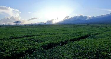 beautiful view of tea plantations in Kerinci, Jambi photo