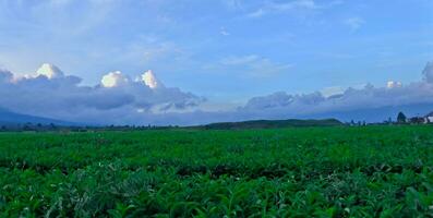 beautiful view of tea plantations in Kerinci, Jambi photo