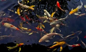 view of colorful koi fish in the pond photo