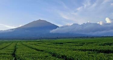 beautiful view of tea plantations in Kerinci, Jambi photo