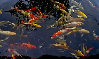 view of colorful koi fish in the pond photo