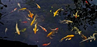 view of colorful koi fish in the pond photo