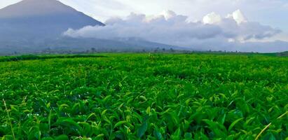beautiful view of tea plantations in Kerinci, Jambi photo