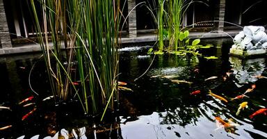 beautiful view of outdoor koi pond photo