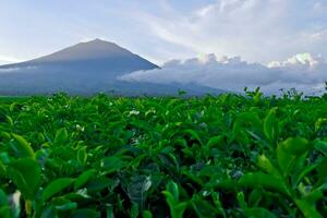 beautiful view of tea plantations in Kerinci, Jambi photo