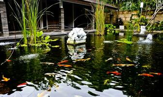 beautiful view of outdoor koi pond photo