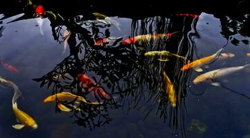 view of colorful koi fish in the pond photo