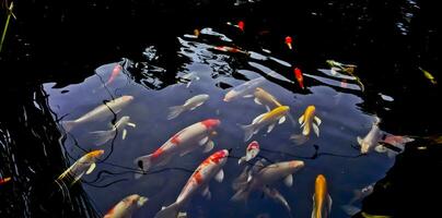 view of colorful koi fish in the pond photo