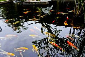 view of colorful koi fish in the pond photo