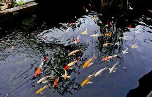 view of colorful koi fish in the pond photo