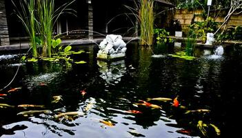 view of colorful koi fish in the pond photo