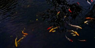 view of colorful koi fish in the pond photo