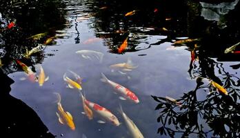 view of colorful koi fish in the pond photo