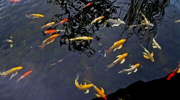 view of colorful koi fish in the pond photo