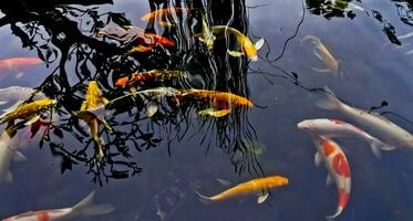 view of colorful koi fish in the pond photo