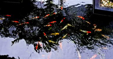 view of colorful koi fish in the pond photo