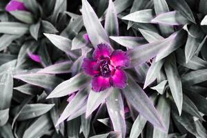 Pink flower with grey grass in the background photo