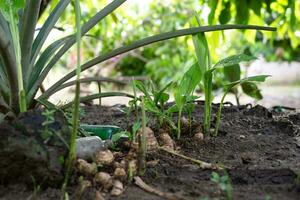 herbario plantas crecer abundantemente en el jardín foto