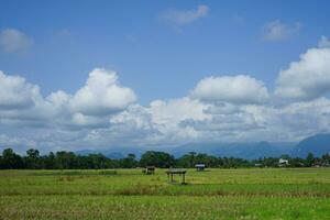 Green rice fields and natural views of mountains at sunrise in East Luwu, South Sulawesi, Indonesia. photo