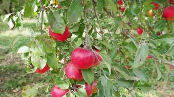 stänga upp av organisk röd äpplen hängande från en träd gren i ett äpple fruktträdgård. video