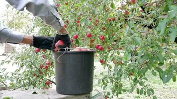 Close-up of a bucket with a harvest of red ripe apples standing on a stepladder. An unidentified male farmer harvests apples in a bucket. Organic red freshly picked apples in a box video